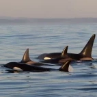 Orca pod in Canada