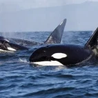 Orca pod in Canada