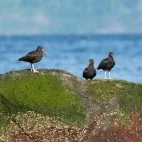 Oystercatcher in Canada