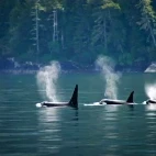 Orca pod in Canada
