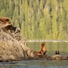 Steller's sea lion in Canada
