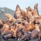 Steller's sea lion in Canada