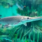 Alligator gar in Florida, USA.