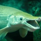 Alligator gar in Florida, USA.