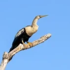 Anhinga on a branch.