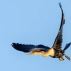 Anhinga in flight.