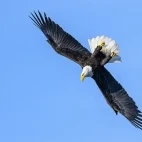 Bald eagle in USA.