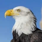 Close-up of a bald eagle, Florida.