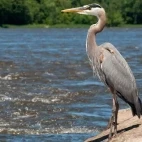 Great blue heron in Florida, USA.