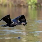 Cormorant flying over water, Florida, USA.