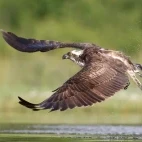 Osprey in Florida, USA.