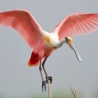 Roseate spoonbill in Florida, USA.