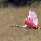 Roseate spoonbill in flight.