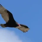 Turkey vulture in USA.