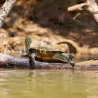 Turtle on a log, Florida, USA.