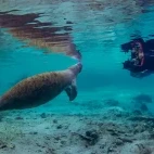 Diver & manatee in Florida, USA