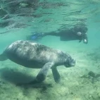Diver & manatee in Florida, USA