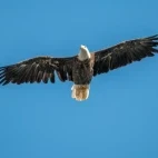 Bald eagle in flight, in Florida, USA.
