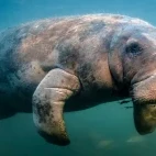 Close-up image of a manatee, Florida.