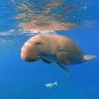 View of a manatee underwater, Florida.