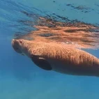 Manatee surfacing in Florida.