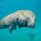 Manatee cow with calf in Crystal River, Florida.