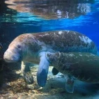 Manatee & calf in Florida, USA