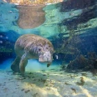 Manatee in Florida, USA