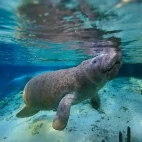 Manatee in Florida, USA