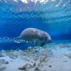 Manatee in Florida, USA