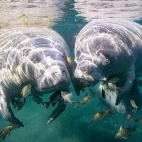 Manatee in Florida, USA