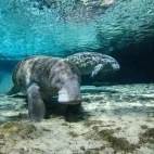 Manatee in Florida, USA