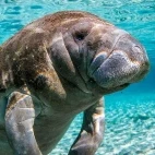 Manatee in Florida, USA