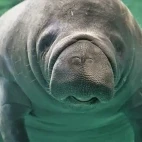 Manatee in Florida, USA