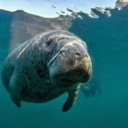 Manatee in Florida, USA