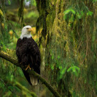Bald eagle in Alaska.
