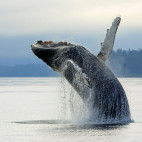 Humpback whale breaching in Alaska.