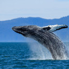 Humpback whale breaching in Alaska.