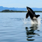 Orca in Alaska.