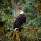 Bald eagle in Alaska