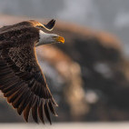 Bald eagler in Alaska