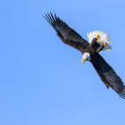 Bald eagle in Alaska.