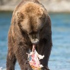 Grizzly bear in Alaska