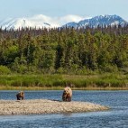 Grizzly bear and cub in Katmai National Park, Alaska
