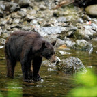 Black bear in Alaska.
