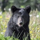Black bear in Alaska.