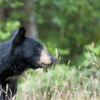Black bear in Alaska