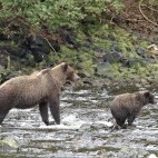 Coastal brown bear and cub in Alaska