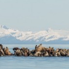 Steller's sealion in Alaska