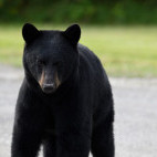Black bear near Glacier Bay’s Bear Track Inn in Alaska